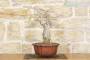 5 - Bonsai di Glicine (24)
