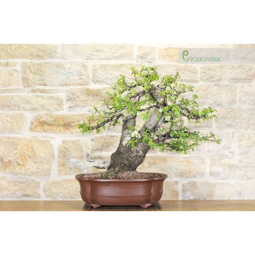 Wild Cherry bonsai tree (126)