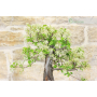 Wild Cherry bonsai tree (127)