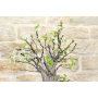 Pear bonsai tree (130)