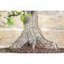 Pear bonsai tree (130)