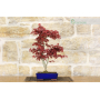 Maple bonsai tree (10)