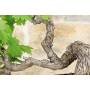 Vine bonsai tree (87)