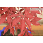 Bonsai di Acero Palmato Atropurpureum in vaso rettangolare