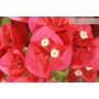 Bonsai di Bougainvillea a fiore rosso (6)