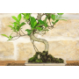 Bonsai di Ficus Retusa vaso cm. 18