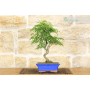 Maple bonsai tree (3)