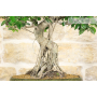 Ficus Retusa bonsai tree (137)