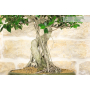 Ficus Retusa bonsai tree (137)
