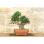 Wild Olive bonsai tree (225)