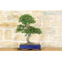 Chinese Elm bonsai tree (118)