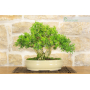 Harlandii Boxwood bonsai tree (20)