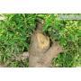 Evonimus japonico Bonsaibaum (1)