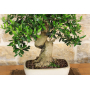 Olive bonsai tree (140)