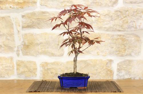 2 - Bonsai di Acero Palmato Atropurpureum in vaso rettangolare