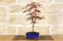 2 - Bonsai di Acero Palmato Atropurpureum in vaso rettangolare