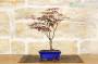 4 - Bonsai di Acero Palmato Atropurpureum in vaso rettangolare