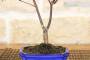 5 - Bonsai di Acero Palmato Atropurpureum in vaso rettangolare