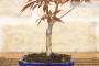 6 - Bonsai di Acero Palmato Atropurpureum in vaso rettangolare