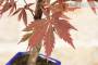 7 - Bonsai di Acero Palmato Atropurpureum in vaso rettangolare