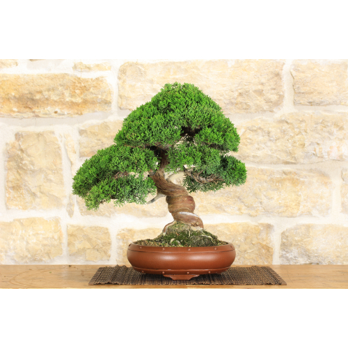 Itoigawa Juniper bonsai tree (72)