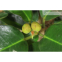 Bonsai Ficus Australis (4)
