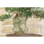 Olive bonsai tree (143)