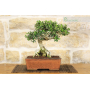 Wild Olive bonsai tree (232)