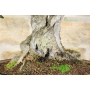 Olive bonsai tree (144)