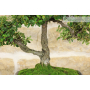 Cotoneaster Microphylla bonsai tree (87)