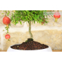 Pomegranate bonsai in low bowl
