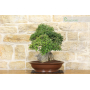 Phillyrea bonsai tree (25)