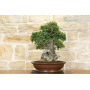 Phillyrea bonsai tree (25)