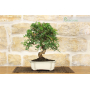 Lentisk bonsai tree (56)