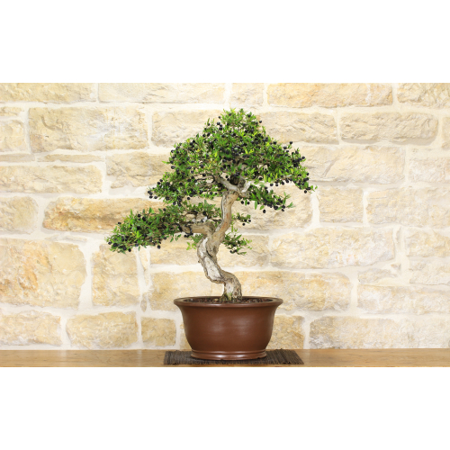Pumila Myrtle bonsai tree (25)