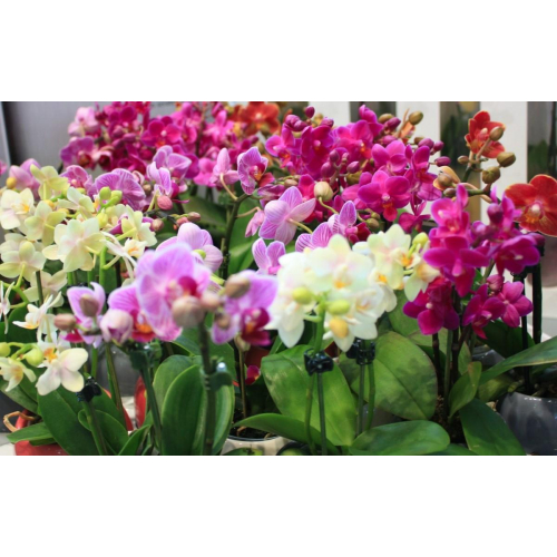Orchidée Phalaenopsis - 5 couleurs différentes - variétés rares - pot 12 cm. -