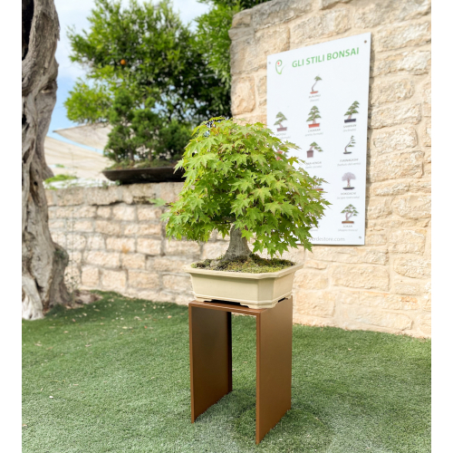 Backsplash display for plants and bonsai - base cm. 30x30 - height cm. 50
