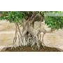 Bonsaibaum Ficus Retusa (143)