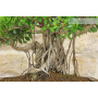 Ficus Retusa bonsai tree (143)