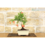 Pomegranate bonsai tree (115)