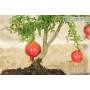 Pomegranate bonsai tree (115)