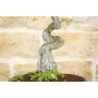 Elm bonsai Parviflora \"Geisha\" (1).