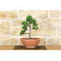 Pre bonsai of Japanese Cypress - Chamaecyparis Obtusa Nana