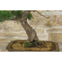 Pine Pentaphilla bonsai tree (35)