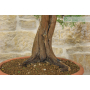 Phoenician juniper pre bonsai (1)