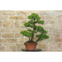 Pre bonsai of Pine Pentaphilla (1)