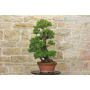 Pre bonsai of Pine Pentaphilla (1)