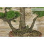 Pre bonsai di Pino Pentaphilla (1)