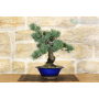 Pine Pentaphilla bonsai tree (36)