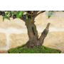 Myrtle Pumila bonsai tree (29)